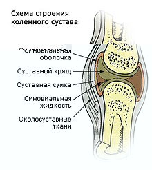 Строение коленного сустава.