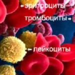 Норма лейкоцитов в крови