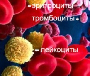 Норма лейкоцитов в крови
